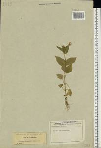 Stellaria nemorum L., Eastern Europe, North-Western region (E2) (Russia)