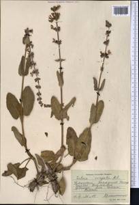 Salvia virgata Jacq., Middle Asia, Pamir & Pamiro-Alai (M2) (Uzbekistan)