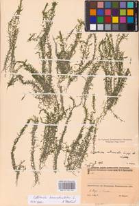 Callitriche hermaphroditica L., Eastern Europe, Northern region (E1) (Russia)