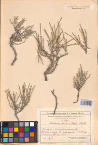 Anabasis salsa (C. A. Mey.) Benth. ex Volkens, Middle Asia, Caspian Ustyurt & Northern Aralia (M8) (Kazakhstan)