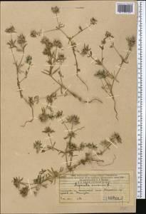 Asperula arvensis L., Middle Asia, Western Tian Shan & Karatau (M3) (Kazakhstan)