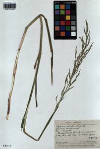 Glyceria notata Chevall., Siberia, Altai & Sayany Mountains (S2) (Russia)