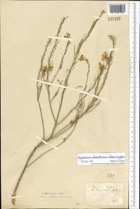 Erysimum leucanthemum (Stephan) B. Fedtsch., Middle Asia, Northern & Central Kazakhstan (M10) (Kazakhstan)