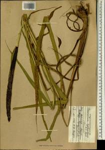 Pennisetum glaucum (L.) R.Br., Africa (AFR) (Mali)