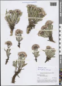 Saussurea pricei N. D. Simpson, Siberia, Altai & Sayany Mountains (S2) (Russia)