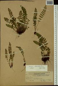 Woodsia subcordata Turcz., Siberia, Russian Far East (S6) (Russia)