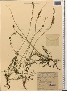 Onobrychis ruprechtii Grossh., Caucasus, North Ossetia, Ingushetia & Chechnya (K1c) (Russia)