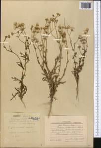 Senecio subdentatus Ledeb., Middle Asia, Caspian Ustyurt & Northern Aralia (M8) (Kazakhstan)