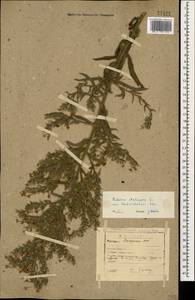 Echium italicum subsp. biebersteinii (Lacaita) Greuter & Burdet, Caucasus, Dagestan (K2) (Russia)