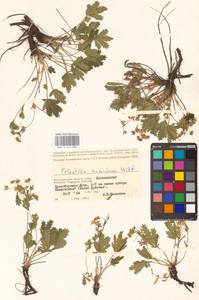 Potentilla humifusa Willd. ex D. F. K. Schltdl., Eastern Europe, Lower Volga region (E9) (Russia)