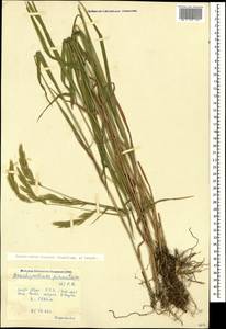 Brachypodium pinnatum (L.) P.Beauv., Caucasus, Krasnodar Krai & Adygea (K1a) (Russia)
