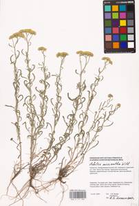 Achillea micrantha Willd., Middle Asia, Caspian Ustyurt & Northern Aralia (M8) (Kazakhstan)