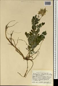 Astragalus frigidus (L.) A.Gray, Mongolia (MONG) (Mongolia)