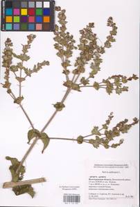 MHA 0 156 089, Salvia aethiopis L., Eastern Europe, Lower Volga region (E9) (Russia)