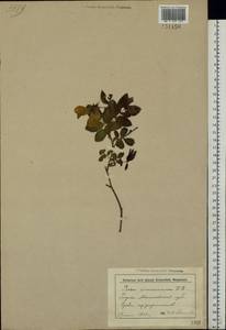 Rosa majalis Herrm., Eastern Europe, Belarus (E3a) (Belarus)