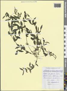 Lathyrus laxiflorus (Desf.) Kuntze, Caucasus, Black Sea Shore (from Novorossiysk to Adler) (K3) (Russia)