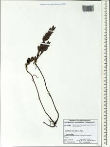 Castilleja rubra (Drobow) Rebrist., Siberia, Central Siberia (S3) (Russia)