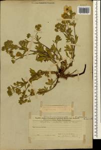 Potentilla divaricata DC., Caucasus, Azerbaijan (K6) (Azerbaijan)