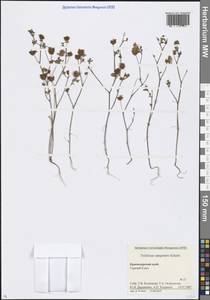 Trifolium campestre Schreb., Caucasus, Krasnodar Krai & Adygea (K1a) (Russia)