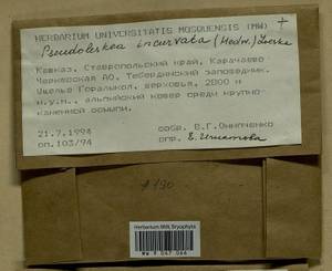 Lescuraea incurvata, Bryophytes, Bryophytes - North Caucasus & Ciscaucasia (B12) (Russia)