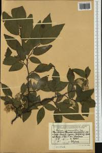 Ostrya carpinifolia Scop., Western Europe (EUR) (Albania)