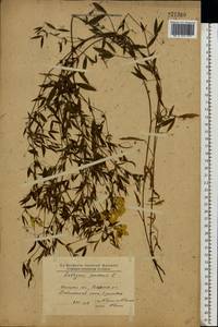 Lathyrus pratensis L., Eastern Europe, North Ukrainian region (E11) (Ukraine)
