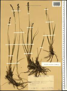 Molinia caerulea (L.) Moench, Caucasus, Krasnodar Krai & Adygea (K1a) (Russia)