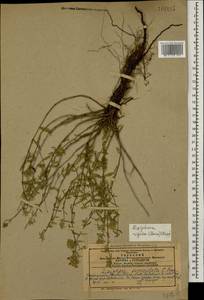 Ziziphora clinopodioides subsp. rigida (Boiss.) Rech.f., Caucasus, Azerbaijan (K6) (Azerbaijan)