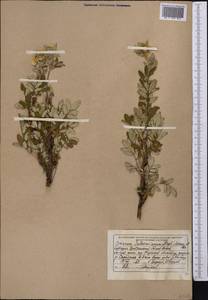 Farinopsis salesoviana (Steph.) Chrtek & Soják, Middle Asia, Northern & Central Tian Shan (M4) (Kyrgyzstan)