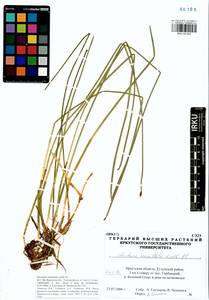 Eleocharis mamillata (H.Lindb.) H.Lindb., Siberia, Baikal & Transbaikal region (S4) (Russia)