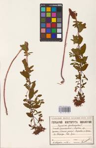 Hypericum maculatum Crantz, Eastern Europe, Eastern region (E10) (Russia)