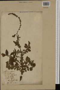 Agrimonia eupatoria L., Eastern Europe, Lithuania (E2a) (Lithuania)