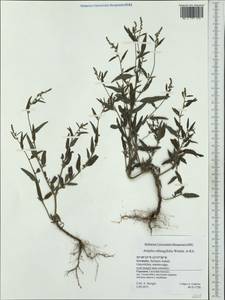 Atriplex oblongifolia Waldst. & Kit., Western Europe (EUR) (Germany)