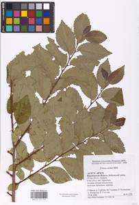 Ulmus minor Mill., Eastern Europe, Central forest-and-steppe region (E6) (Russia)