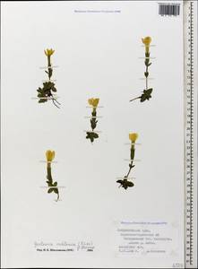 Gentiana verna subsp. oschtenica (Kuzn.) J. J. Halda, Caucasus, Stavropol Krai, Karachay-Cherkessia & Kabardino-Balkaria (K1b) (Russia)