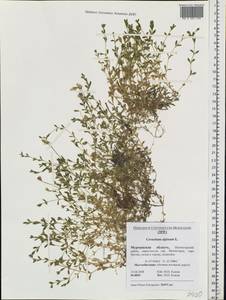 Cerastium alpinum L., Eastern Europe, Northern region (E1) (Russia)
