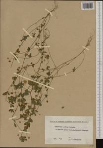 Trifolium patens Schreb., Western Europe (EUR) (Bulgaria)