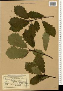 Quercus hartwissiana Steven, Caucasus, Krasnodar Krai & Adygea (K1a) (Russia)