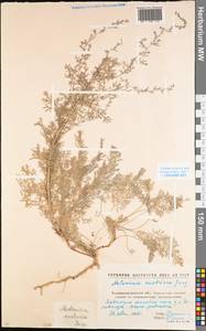 Artemisia austriaca Jacq., Eastern Europe, North Ukrainian region (E11) (Ukraine)