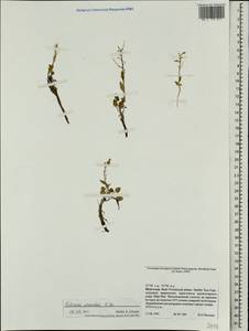 Eutrema edwardsii R. Br., Mongolia (MONG) (Mongolia)