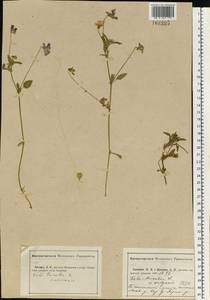 Viola tricolor L., Eastern Europe, Central region (E4) (Russia)