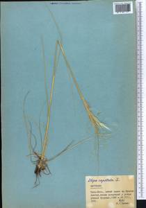 Stipa capillata L., Middle Asia, Northern & Central Tian Shan (M4) (Kyrgyzstan)