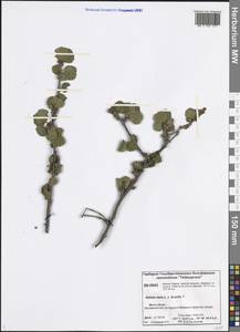 Betula nana L., Siberia, Central Siberia (S3) (Russia)