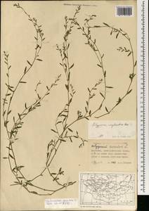 Polygonum neglectum Besser, Mongolia (MONG) (Mongolia)