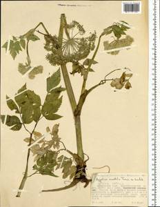 Angelica saxatilis Turcz. ex Ledeb., Siberia, Russian Far East (S6) (Russia)