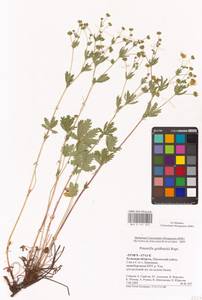 Potentilla thuringiaca Bernh. ex Link, Eastern Europe, Central region (E4) (Russia)