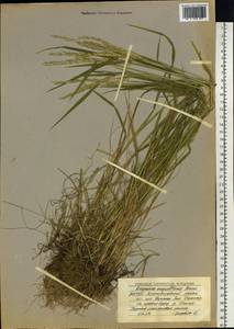 Elymus mutabilis (Drobow) Tzvelev, Siberia, Yakutia (S5) (Russia)