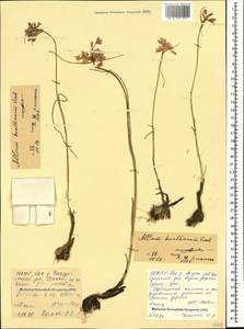 Allium kunthianum Vved., Caucasus, North Ossetia, Ingushetia & Chechnya (K1c) (Russia)