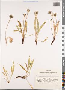 Crepis chrysantha subsp. chrysantha, Siberia, Altai & Sayany Mountains (S2) (Russia)