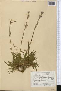 Silene graminifolia Otth, Middle Asia, Western Tian Shan & Karatau (M3) (Kazakhstan)